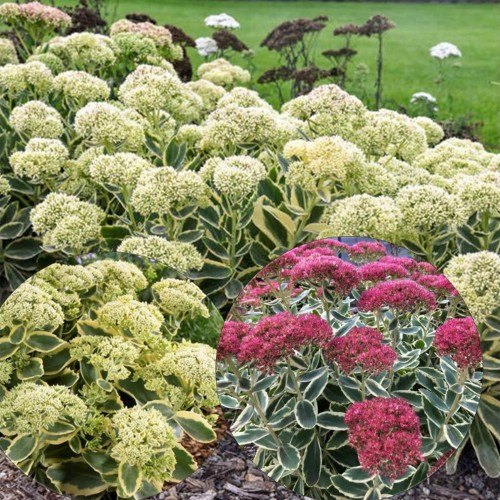 Sedum 'Frosted Fire' - Kukehari 'Frosted Fire' C1/1L